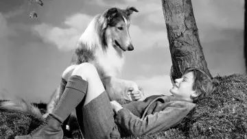 Backdrop to the movie "Lassie Come Home" #1097304
