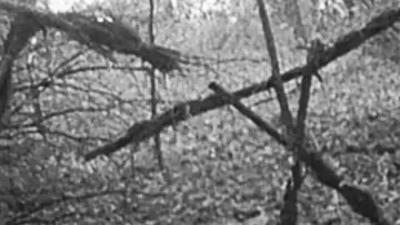 Backdrop to the movie "The Blair Witch Project" #841678