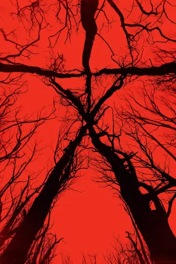 Poster to the movie "The Blair Witch Project" #841684