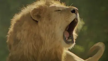 Backdrop to the movie "Roar" #432240