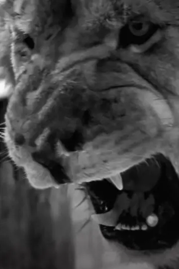 Poster to the movie "Roar" #465843