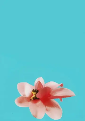 Poster to the movie "Magnolia" #670197