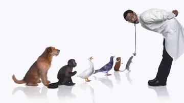 Backdrop to the movie "Doctor Dolittle" #337485