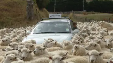 Backdrop to the movie "Black Sheep" #885344