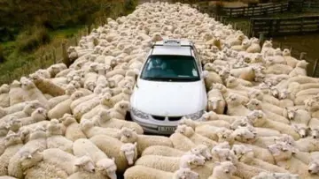 Backdrop to the movie "Black Sheep" #885348