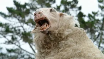 Backdrop to the movie "Black Sheep" #885364