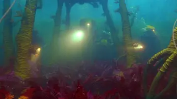 Backdrop to the movie "The Life Aquatic with Steve Zissou" #936301