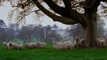 Backdrop to the movie "Sense and Sensibility" #847194