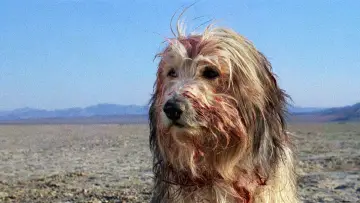 Backdrop to the movie "A Boy and His Dog" #999716
