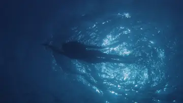 Backdrop to the movie "Jaws" #521041