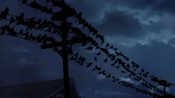 Backdrop to the movie "The Birds" #677209