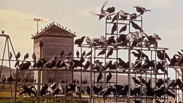 Backdrop to the movie "The Birds" #789331