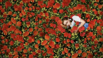 Backdrop to the movie "The Wizard of Oz" #523877