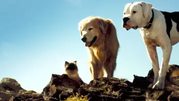 Backdrop to the movie "Homeward Bound: The Incredible Journey" #251048
