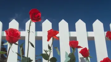 Backdrop to the movie "Blue Velvet" #626879