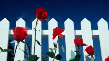 Backdrop to the movie "Blue Velvet" #626885