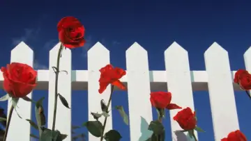 Backdrop to the movie "Blue Velvet" #626897
