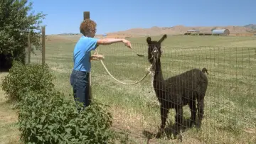 Backdrop to the movie "Napoleon Dynamite" #899573
