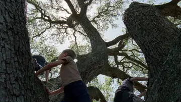 Backdrop to the movie "The Tree of Life" #723952