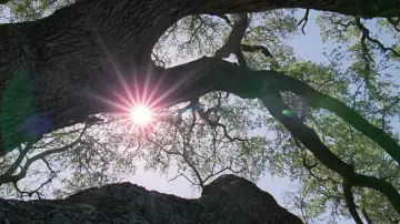 Backdrop to the movie "The Tree of Life" #723971