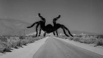 Backdrop to the movie "Tarantula" #721405