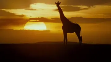 Backdrop to the movie "Ace Ventura: When Nature Calls" #968866