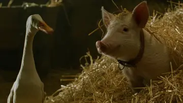 Backdrop to the movie "Babe: Pig in the City" #937400