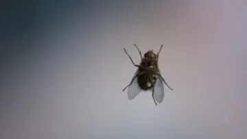 Backdrop to the movie "The Fly" #788744