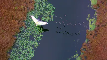 Backdrop to the movie "Fly Away Home" #993981