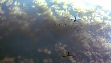 Backdrop to the movie "Fly Away Home" #993984