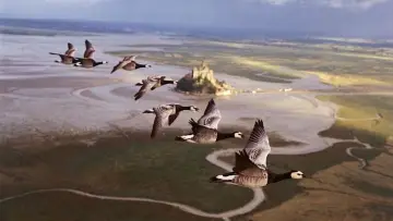 Backdrop to the movie "Winged Migration" #383830