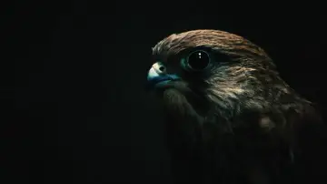 Backdrop to the movie "Kes" #986702