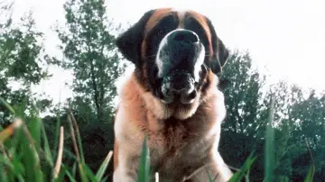 Backdrop to the movie "Cujo" #1646958