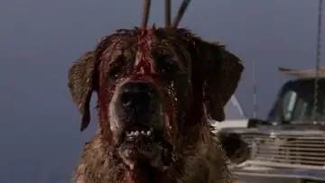 Backdrop to the movie "Cujo" #302932
