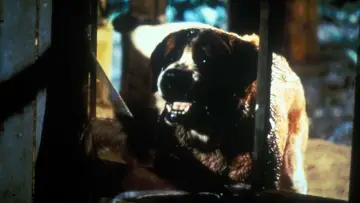Backdrop to the movie "Cujo" #853728