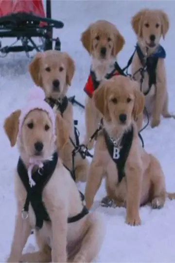 Poster to the movie "Snow Buddies" #1070089