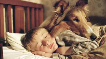 Backdrop to the movie "Lassie" #686455