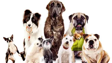 Backdrop to the movie "Hotel for Dogs" #306697