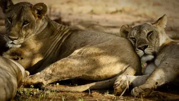 Backdrop to the movie "Born Free" #1083594