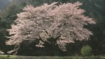 Backdrop to the movie "The Taste of Tea" #902910