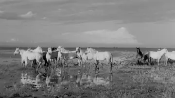 Backdrop to the movie "White Mane" #1096771