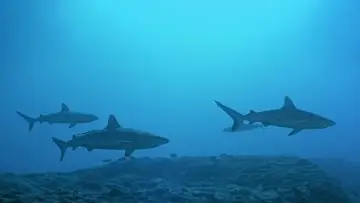 Backdrop to the movie "Atlantis" #1616458