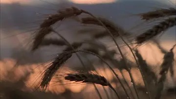 Backdrop to the movie "Days of Heaven" #986733