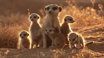Backdrop to the movie "The Meerkats" #498082