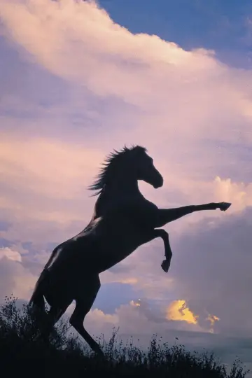 Poster to the movie "The Black Stallion" #1041174