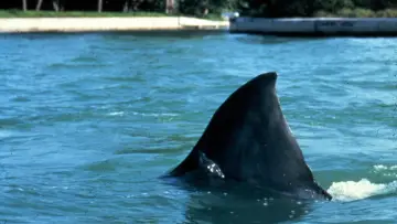 Backdrop to the movie "Jaws 3-D" #335503