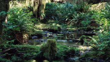 Backdrop to the movie "Tropical Rainforest" #1589879