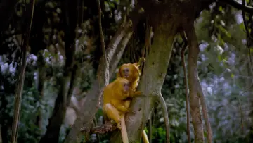 Backdrop to the movie "Tropical Rainforest" #1589880