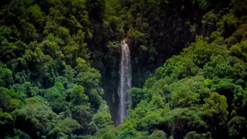 Backdrop to the movie "Tropical Rainforest" #1589881