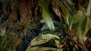 Backdrop to the movie "Tropical Rainforest" #1589882